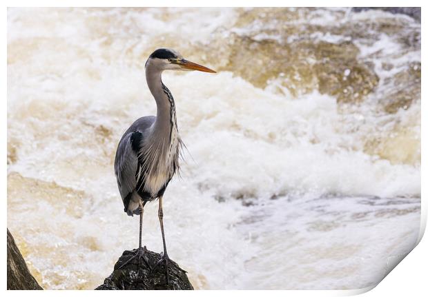 Heron fishing in the rapids Print by Rory Trappe