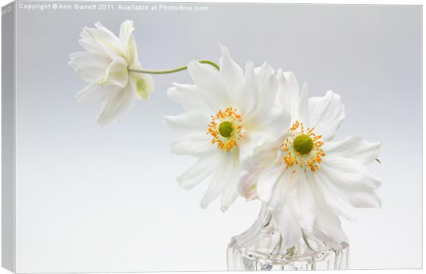White Anemones in a Glass Bottle Canvas Print by Ann Garrett