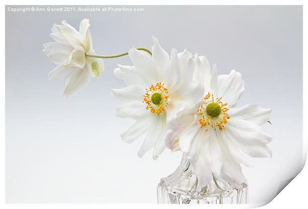 White Anemones in a Glass Bottle Print by Ann Garrett