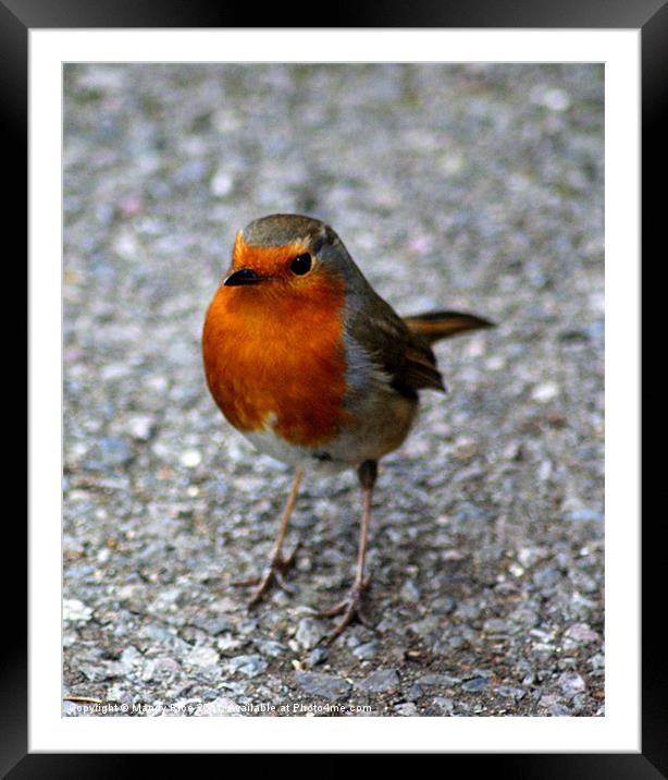 Robin Framed Mounted Print by Mandy Rice