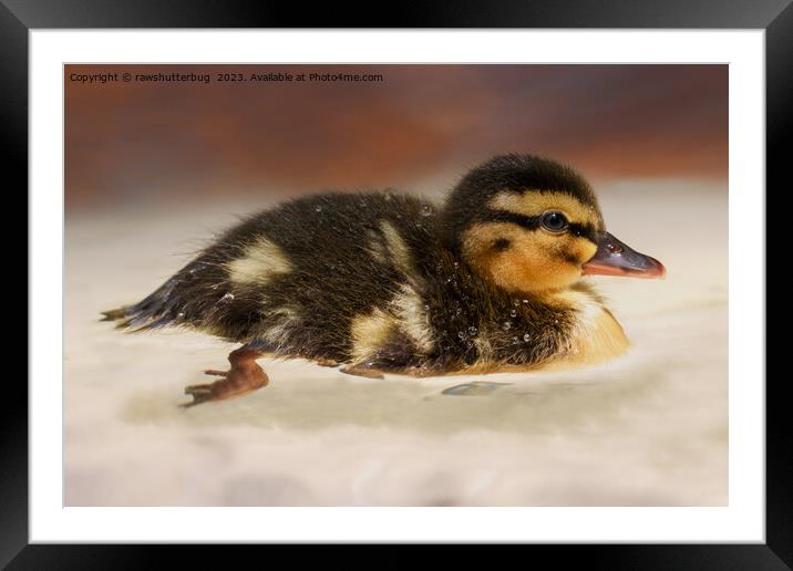 Captivating Close-Up of a Wet Duckling Framed Mounted Print by rawshutterbug 