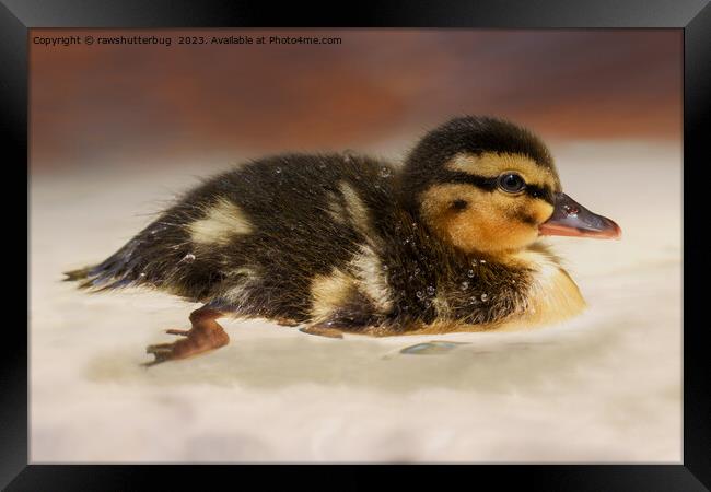 Captivating Close-Up of a Wet Duckling Framed Print by rawshutterbug 