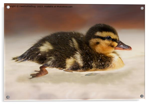 Captivating Close-Up of a Wet Duckling Acrylic by rawshutterbug 
