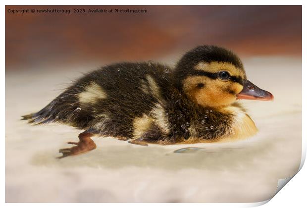 Captivating Close-Up of a Wet Duckling Print by rawshutterbug 