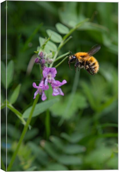 Pollinator's Paradise Canvas Print by Duncan Loraine