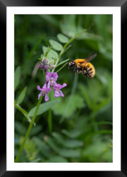 Pollinator's Paradise Framed Mounted Print by Duncan Loraine