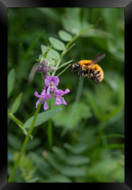 Pollinator's Paradise Framed Print by Duncan Loraine