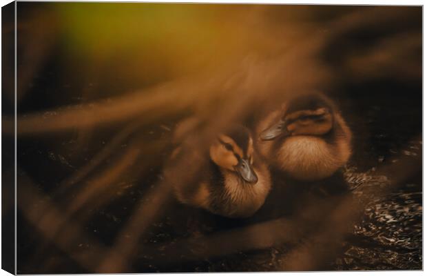 Tranquil Duckling Siblings Canvas Print by Duncan Loraine