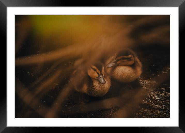 Tranquil Duckling Siblings Framed Mounted Print by Duncan Loraine