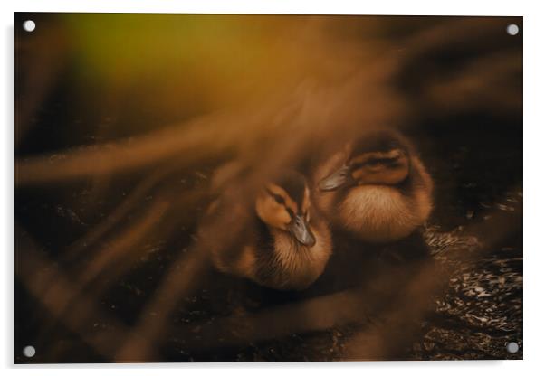 Tranquil Duckling Siblings Acrylic by Duncan Loraine