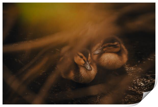 Tranquil Duckling Siblings Print by Duncan Loraine