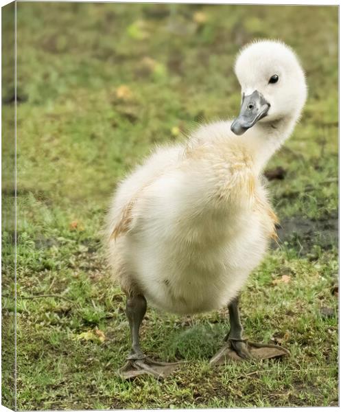 Cheeky cygnet posing for the camera Canvas Print by Jonathan Thirkell
