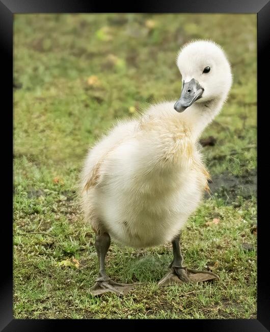 Cheeky cygnet posing for the camera Framed Print by Jonathan Thirkell