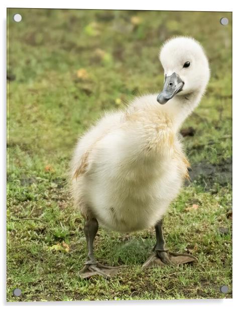 Cheeky cygnet posing for the camera Acrylic by Jonathan Thirkell
