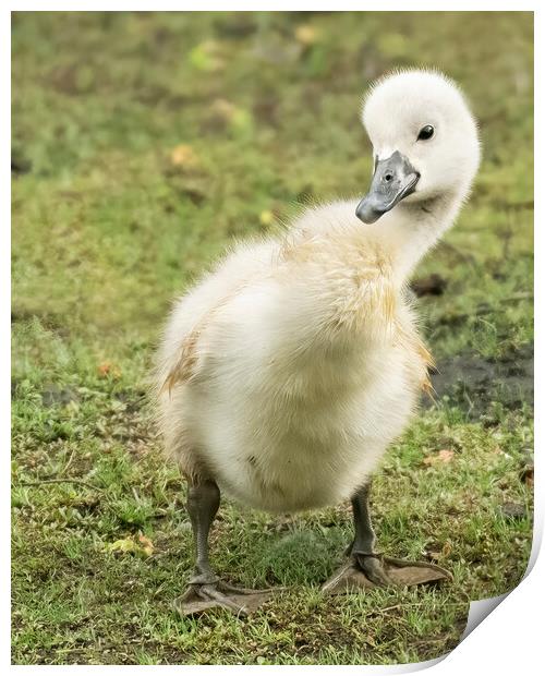 Cheeky cygnet posing for the camera Print by Jonathan Thirkell
