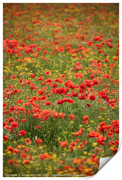 Wild flowers  with poppies  Print by Simon Johnson