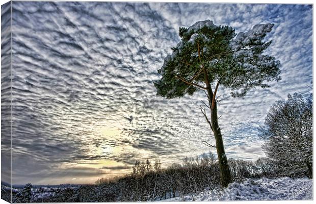 Winter tree Canvas Print by Tony Bates