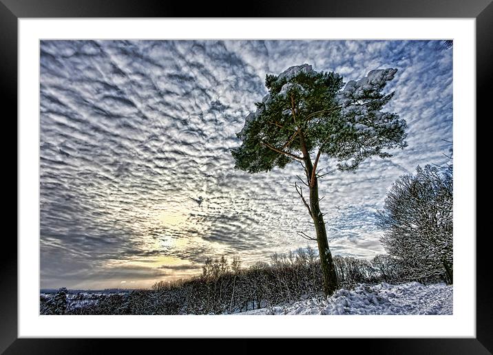 Winter tree Framed Mounted Print by Tony Bates
