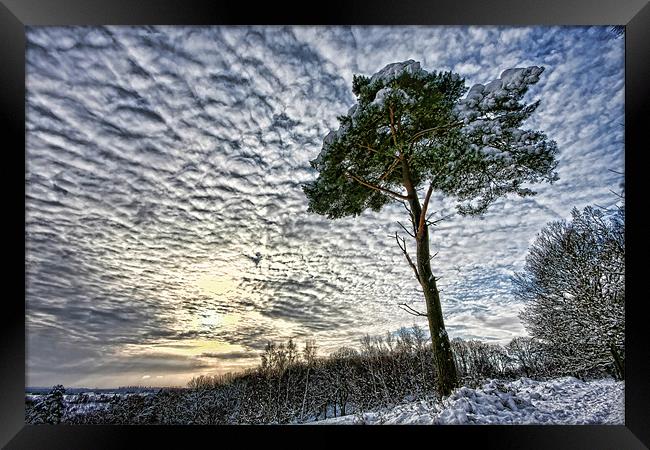 Winter tree Framed Print by Tony Bates