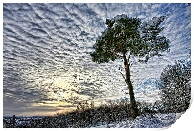 Winter tree Print by Tony Bates