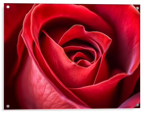 The Red Rose Acrylic by Steve Smith