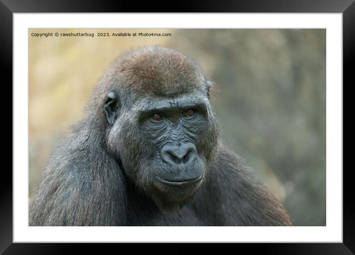Shufai: A Curious and Mischievous Gorilla Framed Mounted Print by rawshutterbug 