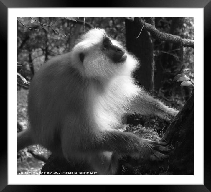 Gray Langur Monkey in the Forest  Framed Mounted Print by Aidan Moran