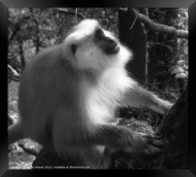 Gray Langur Monkey in the Forest  Framed Print by Aidan Moran