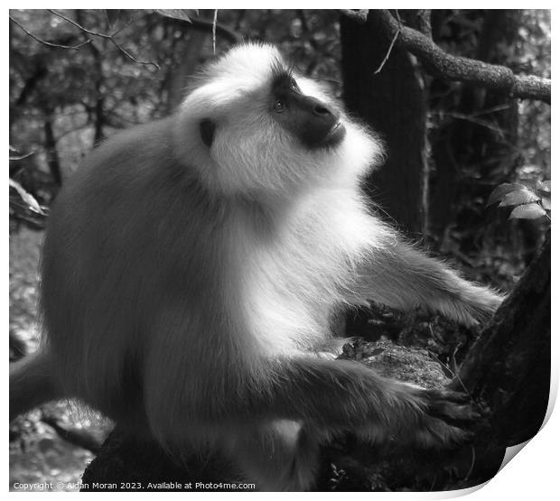 Gray Langur Monkey in the Forest  Print by Aidan Moran