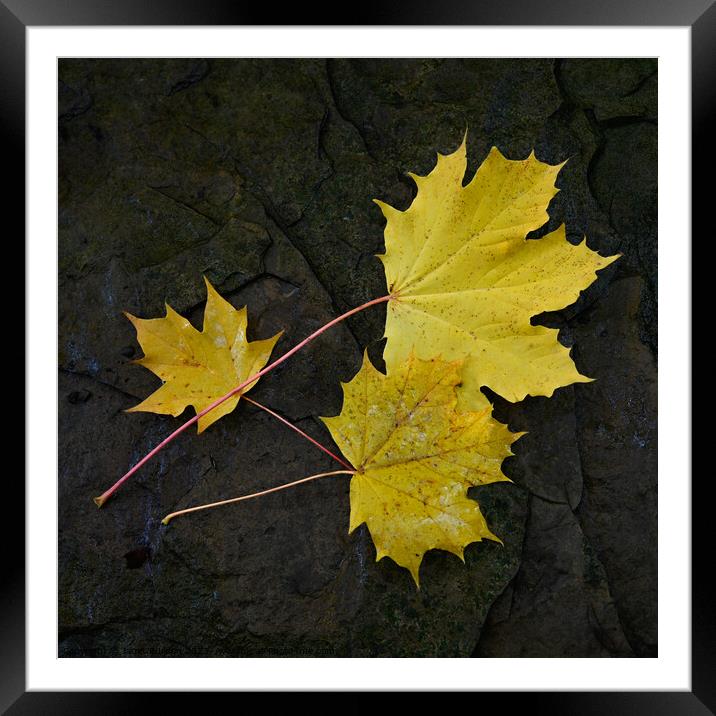 Autumn Leaves Framed Mounted Print by Janet Burdon