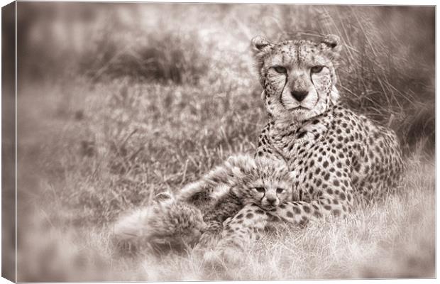 Cheetah Cubs resting with Mum Canvas Print by Celtic Origins
