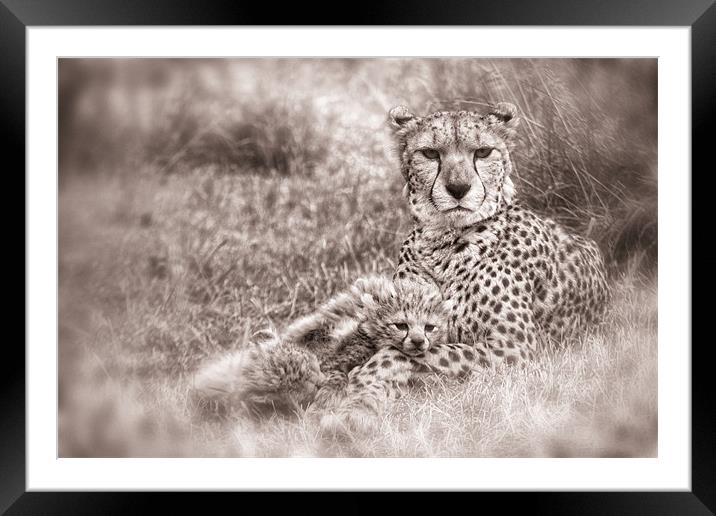 Cheetah Cubs resting with Mum Framed Mounted Print by Celtic Origins