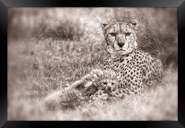Cheetah Cubs resting with Mum Framed Print by Celtic Origins