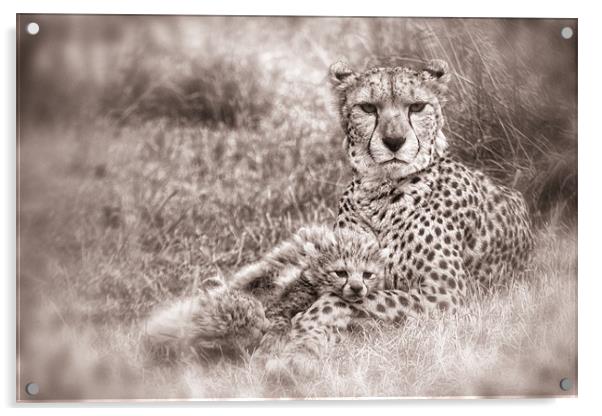 Cheetah Cubs resting with Mum Acrylic by Celtic Origins