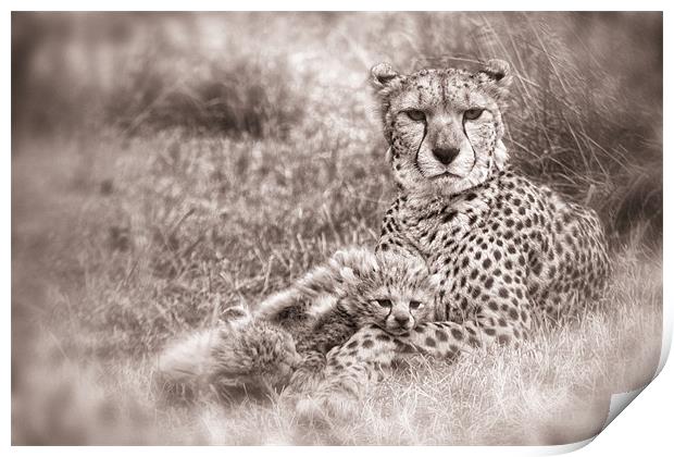 Cheetah Cubs resting with Mum Print by Celtic Origins