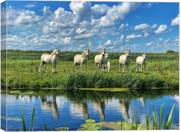 Horses on a Riverbank Canvas Print by Chris Spalton