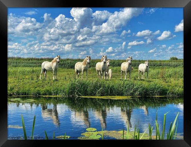 Horses on a Riverbank Framed Print by Chris Spalton