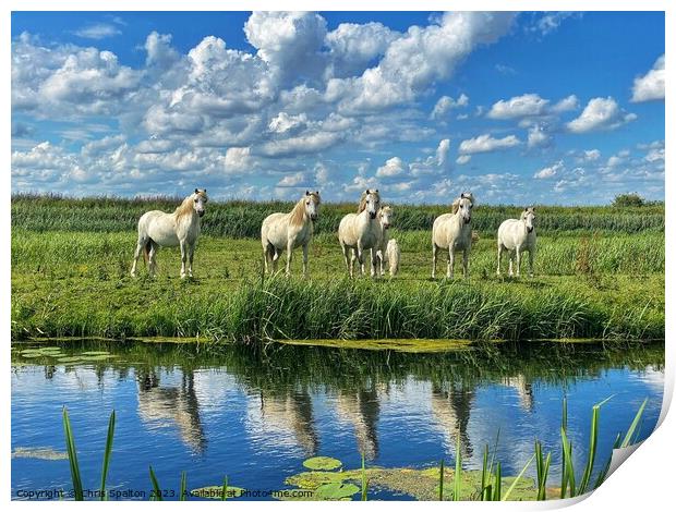 Horses on a Riverbank Print by Chris Spalton