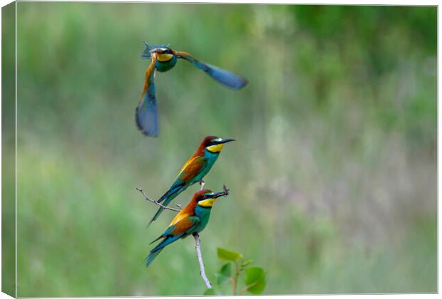Bee-eaters in flight 1 Canvas Print by Marketa Zvelebil
