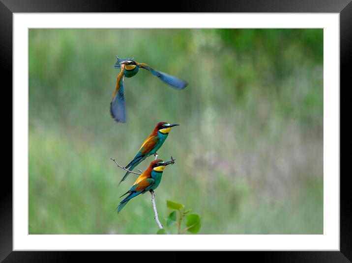 Bee-eaters in flight 1 Framed Mounted Print by Marketa Zvelebil