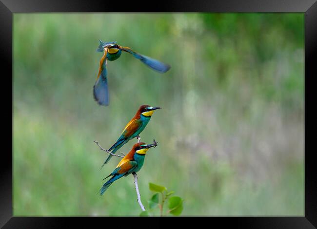 Bee-eaters in flight 1 Framed Print by Marketa Zvelebil