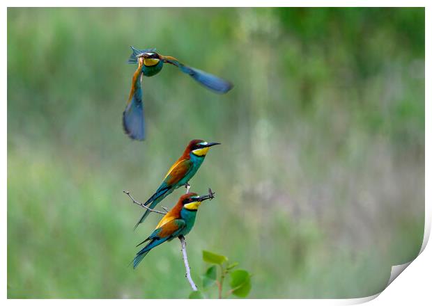 Bee-eaters in flight 1 Print by Marketa Zvelebil