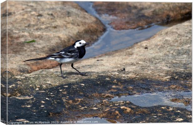  Pied Wagtail at Burghead Back-Shore Canvas Print by Tom McPherson