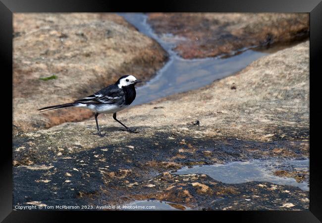  Pied Wagtail at Burghead Back-Shore Framed Print by Tom McPherson