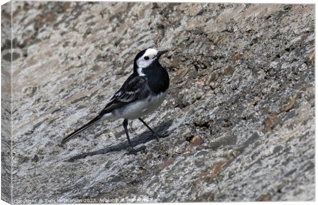 Striking Black and White Pied Wagtail Canvas Print by Tom McPherson