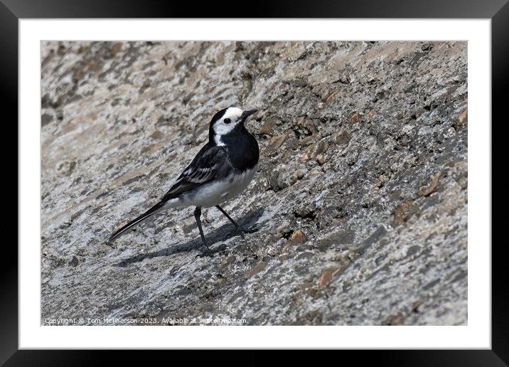 Striking Black and White Pied Wagtail Framed Mounted Print by Tom McPherson