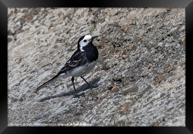 Striking Black and White Pied Wagtail Framed Print by Tom McPherson