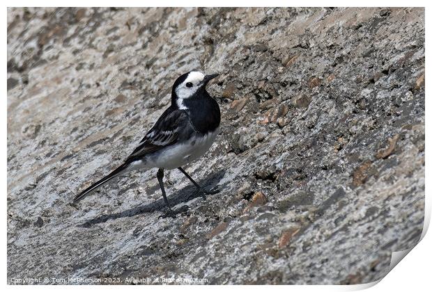 Striking Black and White Pied Wagtail Print by Tom McPherson
