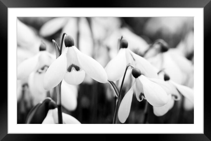 Snowdrops - Galanthus 'Mrs. Backhouse Number Twelve' Framed Mounted Print by Kevin Howchin