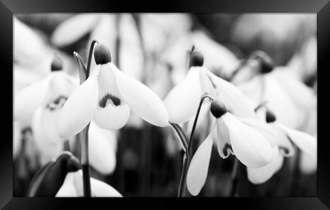 Snowdrops - Galanthus 'Mrs. Backhouse Number Twelve' Framed Print by Kevin Howchin